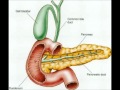 The nerd circle  functions of the organs of the digestive system sarah m