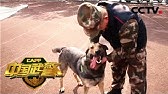 天网 人犬情缘 最长情的告白 功勋犬沈虎有哪些传奇经历 它有着怎样的退休生活 Cctv社会与法 Youtube 天网 人犬情缘 最长情的告白 功勋犬沈虎有哪些传奇经历 它有着怎样的退休生活 Cctv社会与法 Youtube