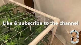 Faceded Canna I Week One Flower I Indoor grow