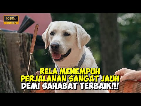 Video: Anjing yang Ditinggalkan Mendapat Pekerjaan & Rumah Baru Di Pompa Bensin