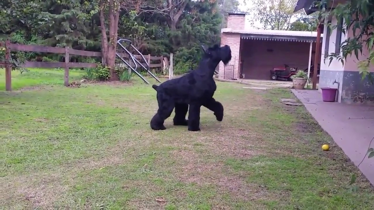 giant schnauzer youtube