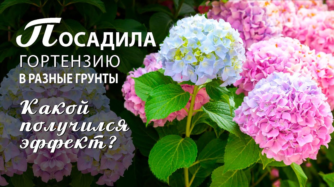 Купить Гортензию В Беларуси Интернет Магазин Купить Гортензию В Беларуси Интернет Магазин