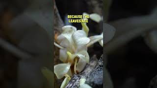 Anubias White Rose , A Very Peculiar Aquarium Plant