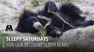 Sleepy Saturdays For Our Resident Sloth Bears!