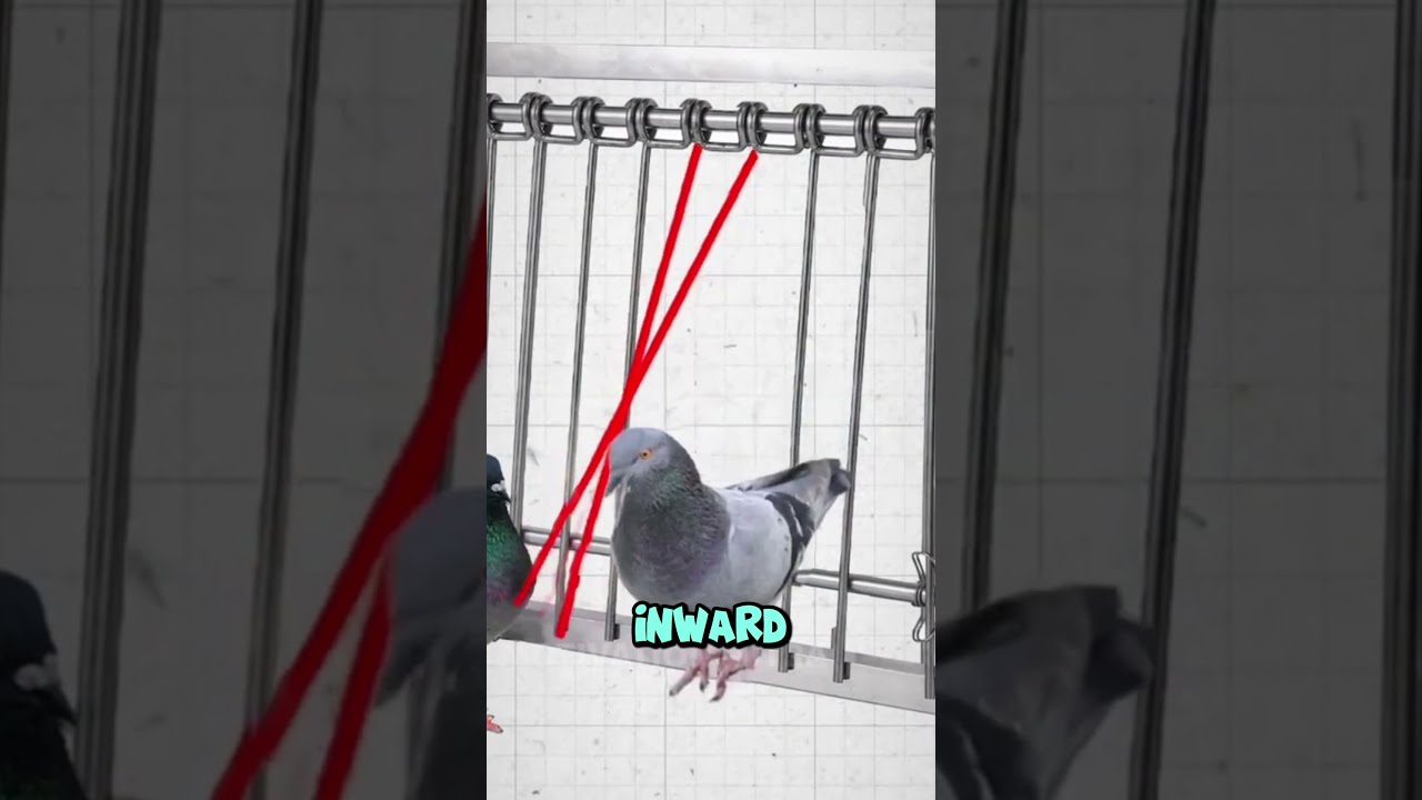 The Secret Pigeon Trap 