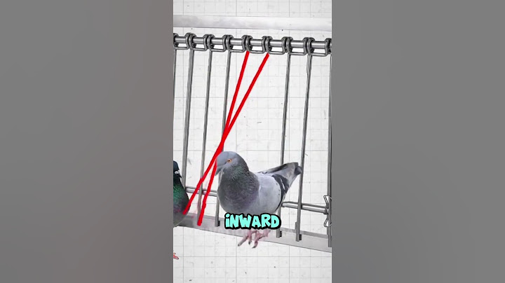 The Secret Pigeon Trap! 🕊️🔒