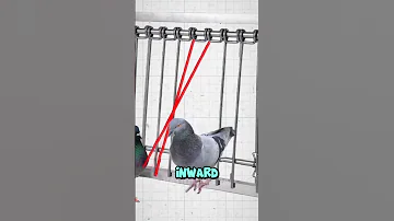 The Secret Pigeon Trap 
