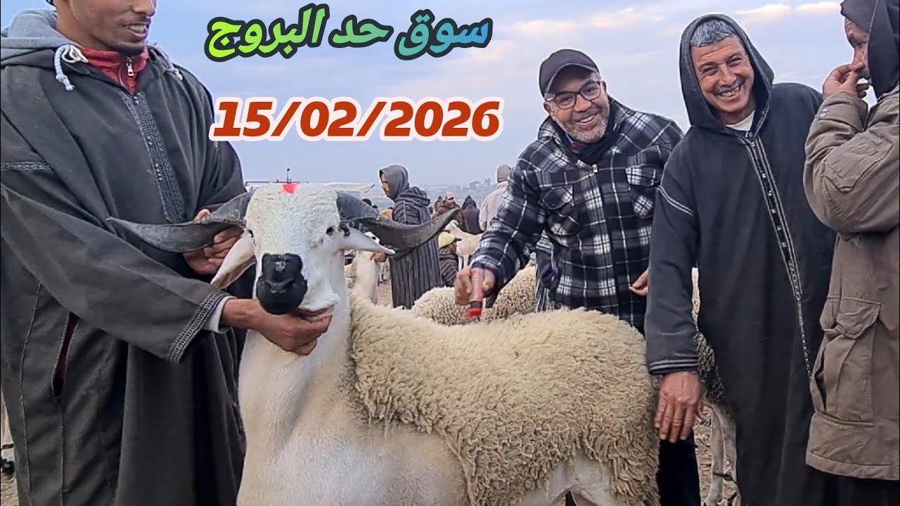 سوق حد البروج 15/02/2026 جهة سطات مع ثمن 🐑🐏🇲🇦