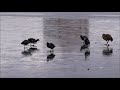 Waterbirds sliding on ice.