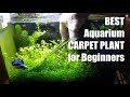 Easy and Cost-Effective Carpeting Plant Growth for Beginners in Aquariums