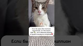 Пожалуйста ваше внимание самое главное для меня 🙏🏻♥️ #помощьбездомным #мем #любовь #котофейка
