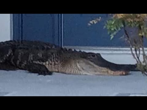 Alligator captured at a home in The Villages