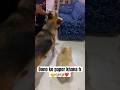 Paper Khati H Dono Dog Gsds Doglover Viral Funny Shorts Reels Trending Youtube Pets 