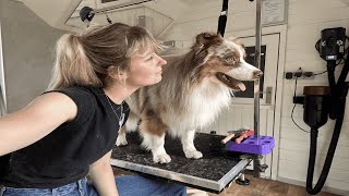 Beyond Brushing: A Closer Look at Australian Shepherd Grooming