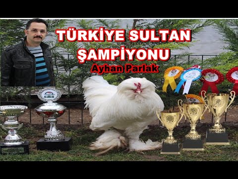 TÜRKİYE SULTAN ŞAMPİYONU AYHAN PARLAK,  milli ırkımız olan sultan tavuk ve horoz şampiyonu kümesi