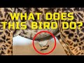 OXPECKER RESCUE FROM PARASITES ALL LARGE ANIMALS IN AFRICA - INTERESTING FACTS ABOUT BIRDS