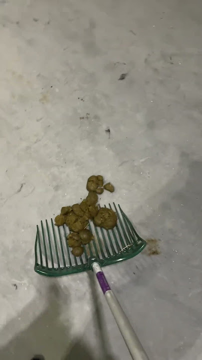 Horse poo on carpet 😂