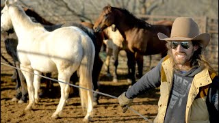 What Does Dale Brisby Feed His Horses?