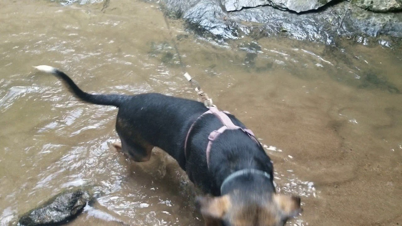 Kirby loves the creek YouTube
