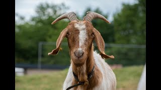 Rimitivetechnology:(Thief Fun)Goat And Full Goat Biryani Cooking With Village Hunter