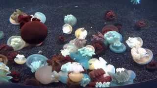 Blubber jellyfish