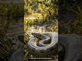 500 pound snakes the length of a bus casually eat gators