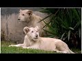 Zoológico de Huachipa acoge por primera vez a dos leones blancos [FOTOS]