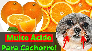 Pode dar bagaço de laranja para cachorro?
