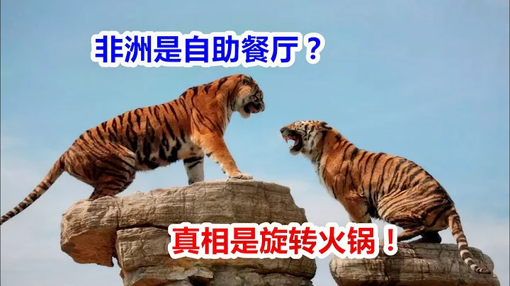 虎嘯非洲結局： 300公斤虎王狂嘯非洲！雄獅間的打鬥比不過老虎？Tiger King! - 天天要聞