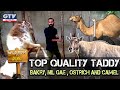 Top Quality Taddy Bakry, Nil Gae, Ostrich And Camel I Wild Pets With Aun I Season 2 | 22 Nov 2020