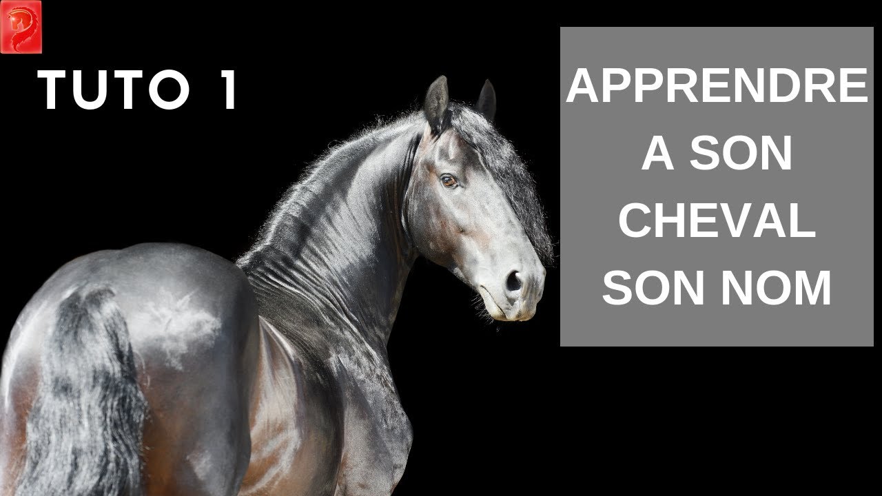 Tuto 1 Apprendre a son cheval son nom YouTube Tuto 1 Apprendre a son cheval son nom YouTube