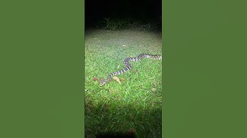Found in backyard: Darwin Carpet Python 🐍 😳 #Shorts #carpetpython