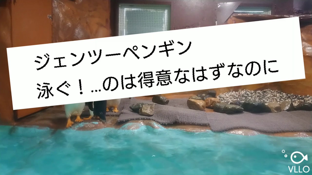 ジェンツーペンギン絶対に泳ぎたくない！と言う決心が面白すぎる