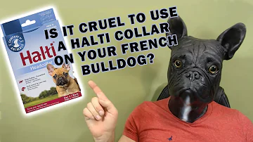 What type of collar is best for French bulldog?