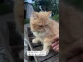 Pengennya main terus si michy #cat #suncats #imut #kucing #kucinglucu #music #cutecat #kucinggemoy