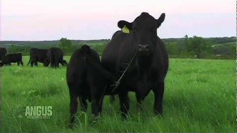 The Angus Report: September 26, 2011: Practical Applications