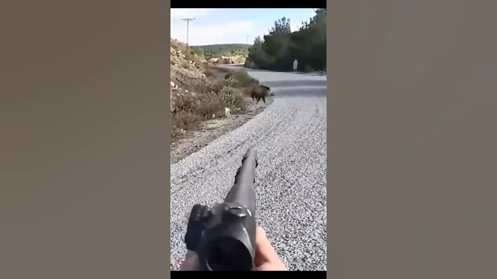 великолепный снимок дикого кабана#chasse#hunting #cinghiale  #wildboar