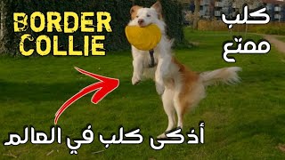 كلب البوردر كولي أذكى أنواع الكلاب في العالم  - أذكى كلب في العالم - كلب بوردر | Border Collie dog