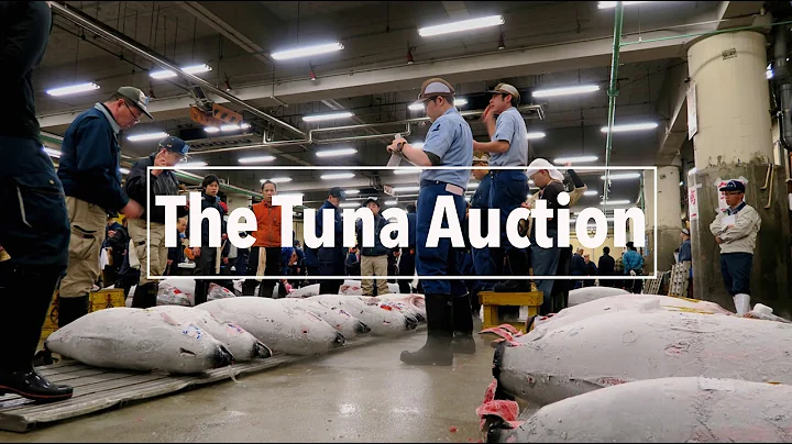 Tuna Auction at Tsukiji Fish Market in Tokyo | A Travel Movie - DayDayNews