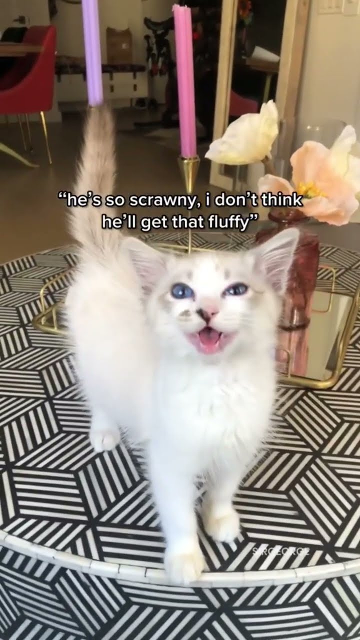 Kittyo like yo my self so chubby