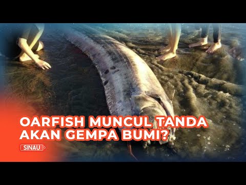 Video: Apakah saiz purata gempa bumi?