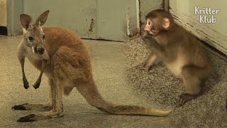 Baby Kangaroo Rejected By Her Nursery Mate Japanese Monkey Revenges | Kritter Klub