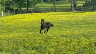 2025 FHANA Registered Filly | Esme of Twilight UP (Teun 505 x Sloerie Ster AA) (3.5 mo, vid 1)