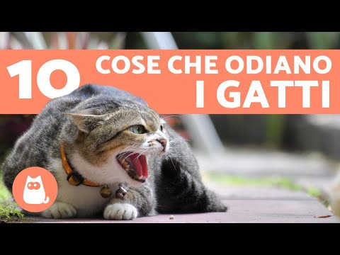 Video: Quali Odori Non Piacciono Ai Gatti