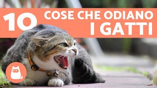 10 cose che i gatti odiano