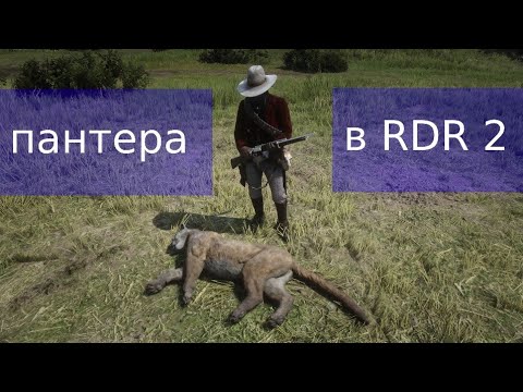 Где найти Пантеру и Флоридскую пуму в rdr2