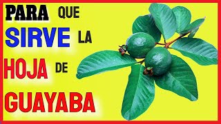 Para Que Sirve La Hoja De Guayaba Como Planta Medicinal