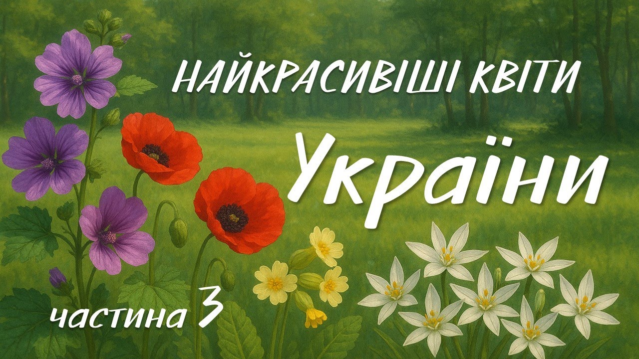 Найкрасивіші дикорослі квіти України. Частина 3.