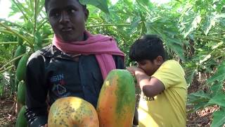 How to Grow Papaya