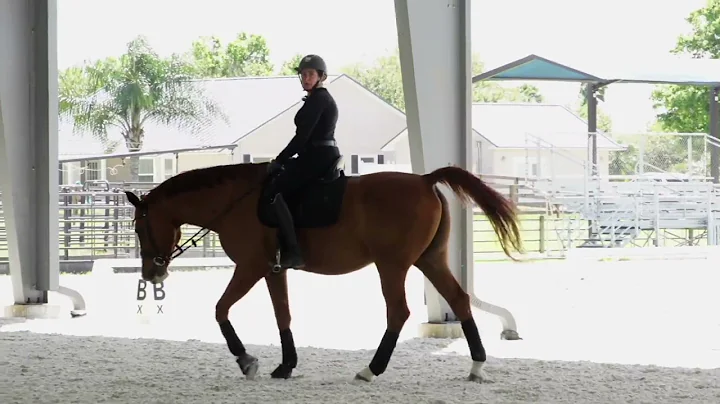 Janet Foy  Shoulder-In at Trot